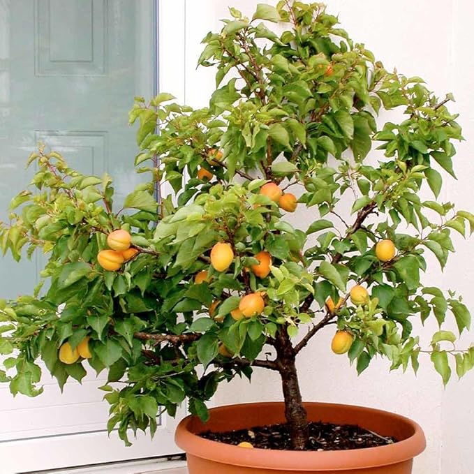 Premium Apricot Potting Soil Mix - Ideal Nutrient Blend for Growing Robust, Flavorful, and Bountiful Apricots - 1 Quart