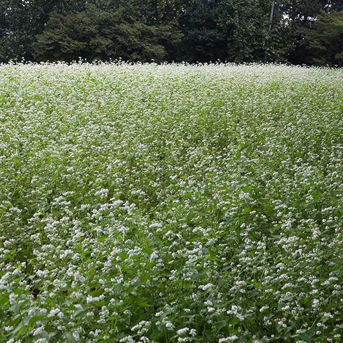 Outsidepride Buckwheat Seeds - 10lbs Annual, Fast-Growing, Easy to Grow Buckwheat Cover Crop Seeds for Green Manure, Bee Pasture & Pollinators, Wildlife Habitat, Soil Improvement, and Erosion Control
