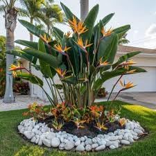 Bird of Paradise - Orange - Strelitzia Reginae. (4 Orange BoP in Cup)