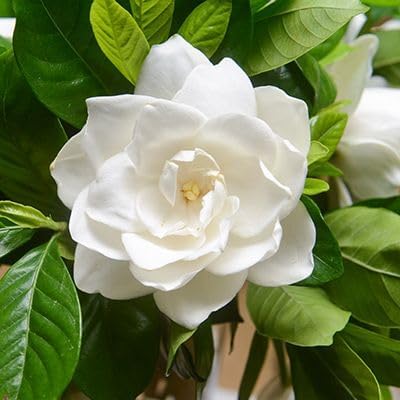 Gardenia Veitchii - Everblooming - Gardenia Jasminoides. Fragrant Evergreen Shrub with Glossy Foliage and Pure White Blooms, Perfect for Pots, Borders, or Gardens (2 Gardenia Veitchii Plants in Sac)
