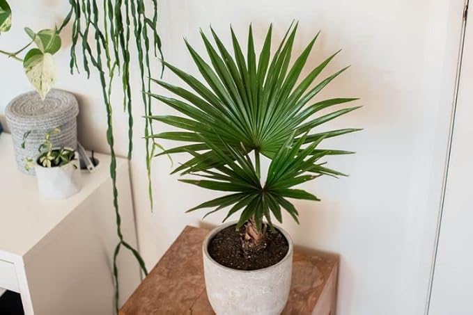 Palm Tree Potting Mix - The Ultimate Soil for Strong and Healthy Palms - Top Choice for Palm Tree Growers [1 Quart Bag]
