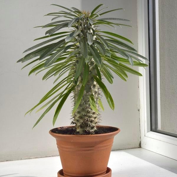 Madagascar Palm Potting Mix - Unlock Robust Growth and Striking Form with Our High-Performance Formula - 20 Quart