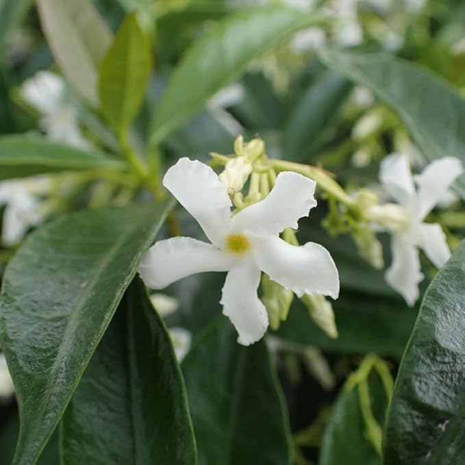 Star Jasmine/Confederate Jasmine - Trachelospermum Jasminoides. Live. Fragrant Flowers. (2 Plants in Cup)