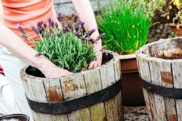 Organic Moisture Control Potting Mix - Absorbs 33% More Water Than Basic Potting Soil - 3 Quart