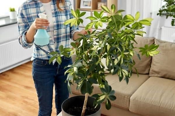 Umbrella Plant Premium Potting Mix - Experience The Difference of Hand-Mixed Quality and Natural Ingredients - 4 Quart
