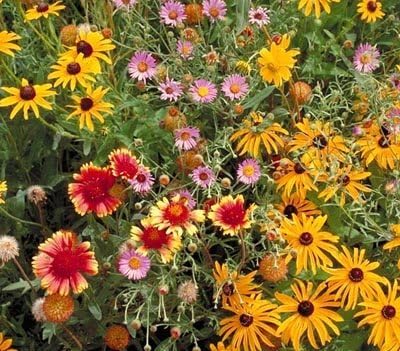 Non GMO Bulk All Perennial Wildflower Seed Mix (10 Lbs)