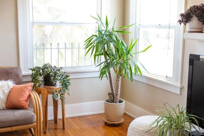 Palm Tree Potting Mix - The Ultimate Soil for Strong and Healthy Palms - Top Choice for Palm Tree Growers [2 Quart Bag]