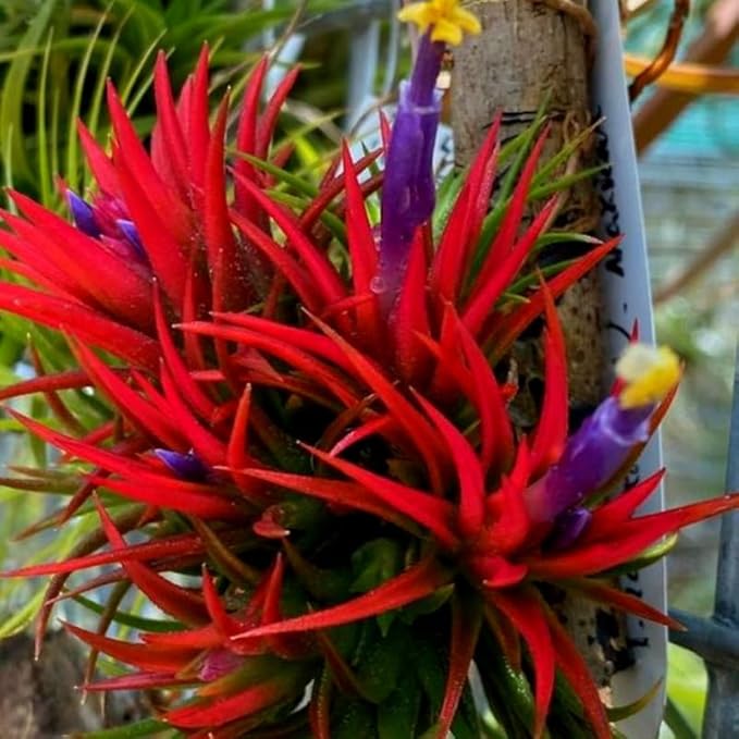 Air Plants, Tillandsia Air Plants Live Houseplants for Garden, 14 Red Lonantha Tillandsia Plant, Air Plant for Planting, 2 to 3 Inc Long