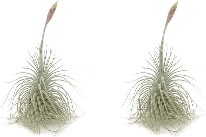 Live air Plant - Tillandsia Tectorum Air Plant 4-6" – 2ct – Unique Shape with Silvery Fuzz – Low Maintenance Houseplant – Perfect for Decor, Terrariums, Gifts - Live Arrival Guaranteed