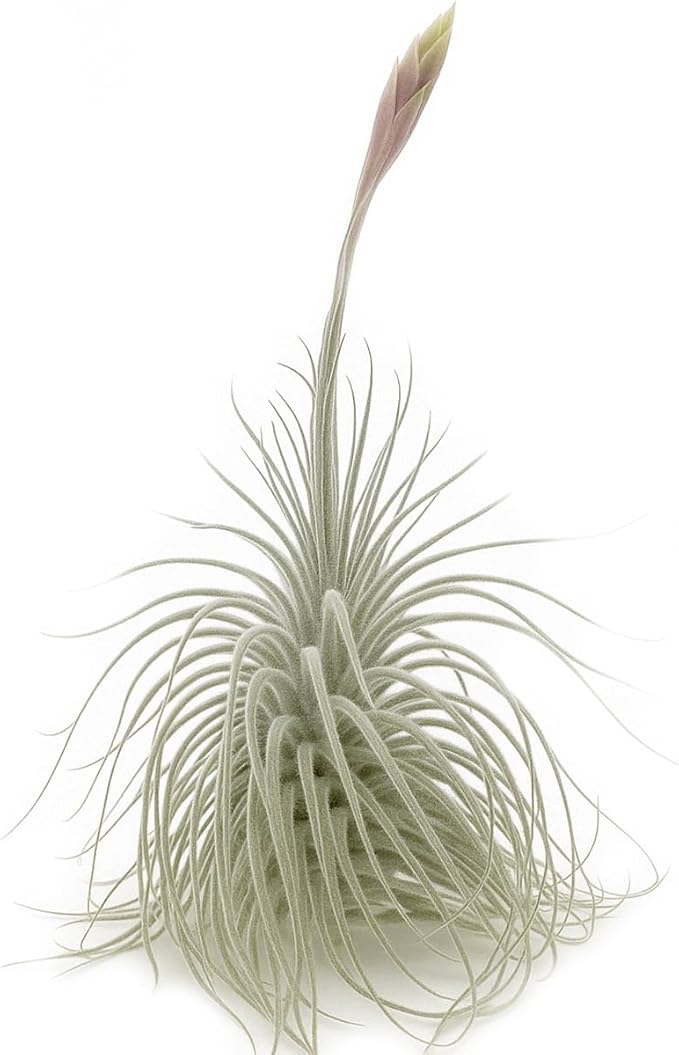 Live air Plant - Tillandsia Tectorum Air Plant 4-6" – 1ct – Unique Shape with Silvery Fuzz – Low Maintenance Houseplant – Perfect for Decor, Terrariums, Gifts - Live Arrival Guaranteed