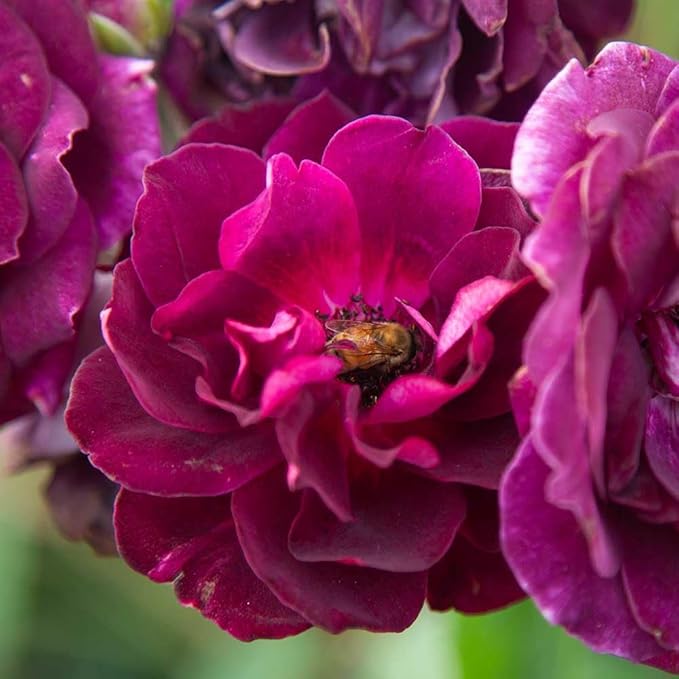 Heirloom Roses Iceberg Rose Plant - Thumbnail 4