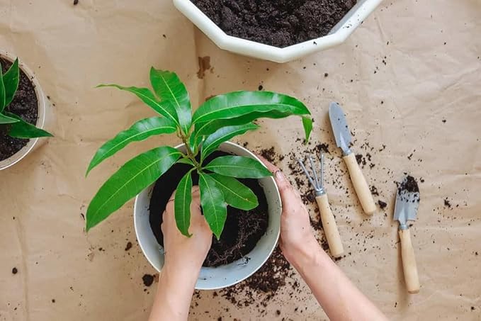 Mango Tree Potting Mix - Promote Strong Roots and Bountiful Yields with Our Premium Blend - 4 Quart