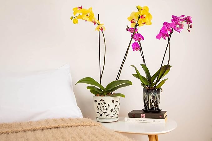rePotme 5 inch Floral Cutout Ceramic Orchid Pot (Honey Cream Over Coffee)