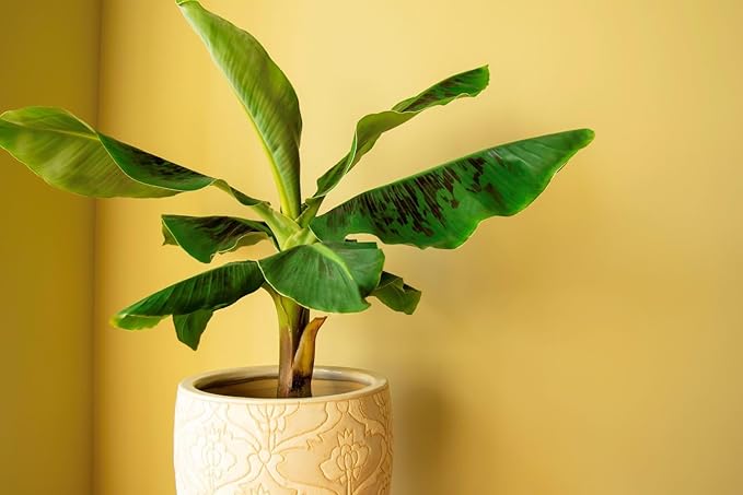 Banana Tree Potting Soil - All-Natural Blend for Thriving Banana Trees - Promotes Deep Root Penetration and Optimal Nutrient Uptake (10 Quart)