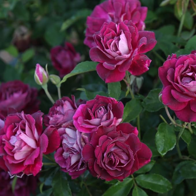 Heirloom Roses Iceberg Rose Plant - Thumbnail 2