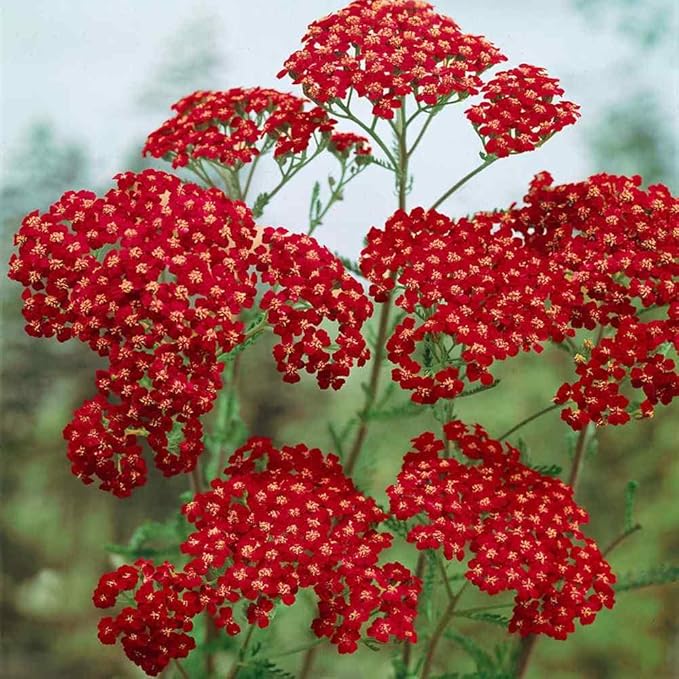 Outsidepride Cerise Queen Yarrow Seeds – 10000 Pcs. Perennial, Versatile, Clump-Forming, & Drought Tolerant Flower Seeds for Planting Fragrant & Vibrant Blooms, Ideal for Pollinator Gardens