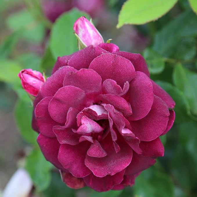 Heirloom Roses Iceberg Rose Plant - Thumbnail 5