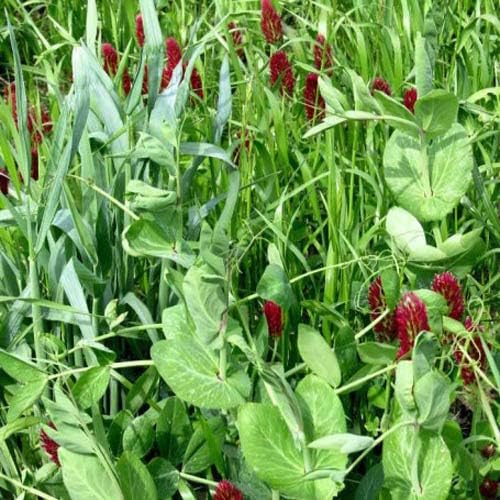 Outsidepride Gardenway Cover Crop Seeds - 10 lbs Nutrient-Rich Seed Mix for Soil Health Improvement & Home Gardens - Mixture of Triticale, Peas, Oats, Vetch, Annual Ryegrass, Crimson Clover