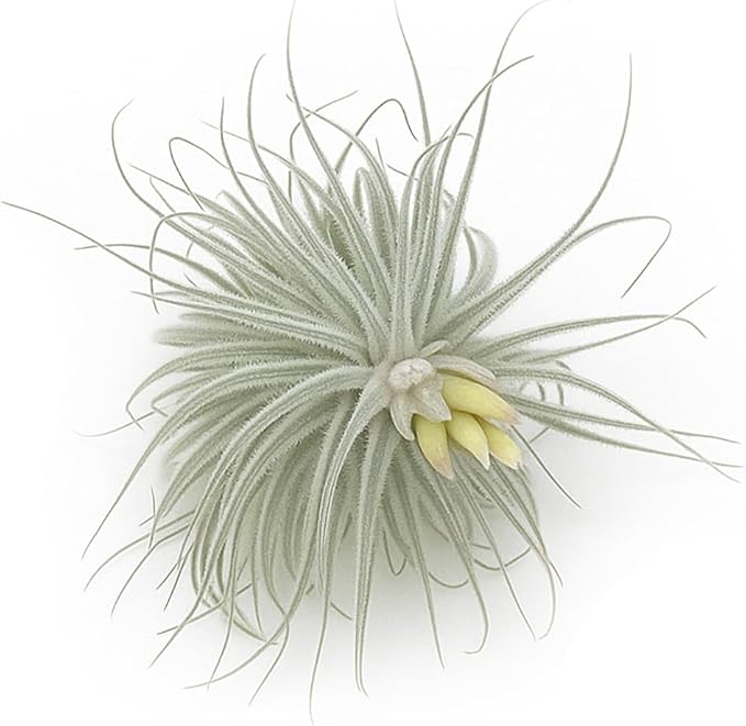 Live air Plant - Tillandsia Tectorum Air Plant 4-6" – 5ct – Unique Shape with Silvery Fuzz – Low Maintenance Houseplant – Perfect for Decor, Terrariums, Gifts - Live Arrival Guaranteed