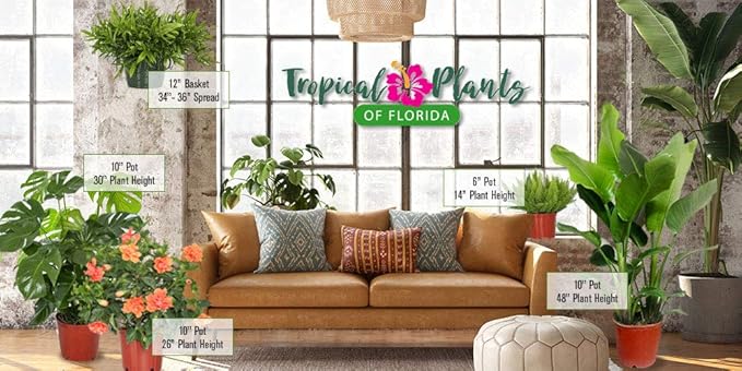 Tropical Plants of Florida Live Hibiscus Bush – Mystery Multi-Color Flowering Shrub in 3 Gallon Pot, 24 to 28” Tall – 2 to 3 Mixed Bloom Colors, Outdoor Tropical Garden Plant