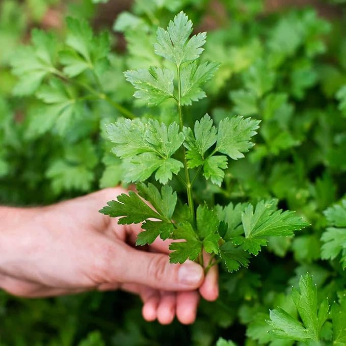 Parsley Plant Potting Soil - All-Natural Blend for Thriving Parsley Plants - Boosts Root Health and Aroma - 10 Quart