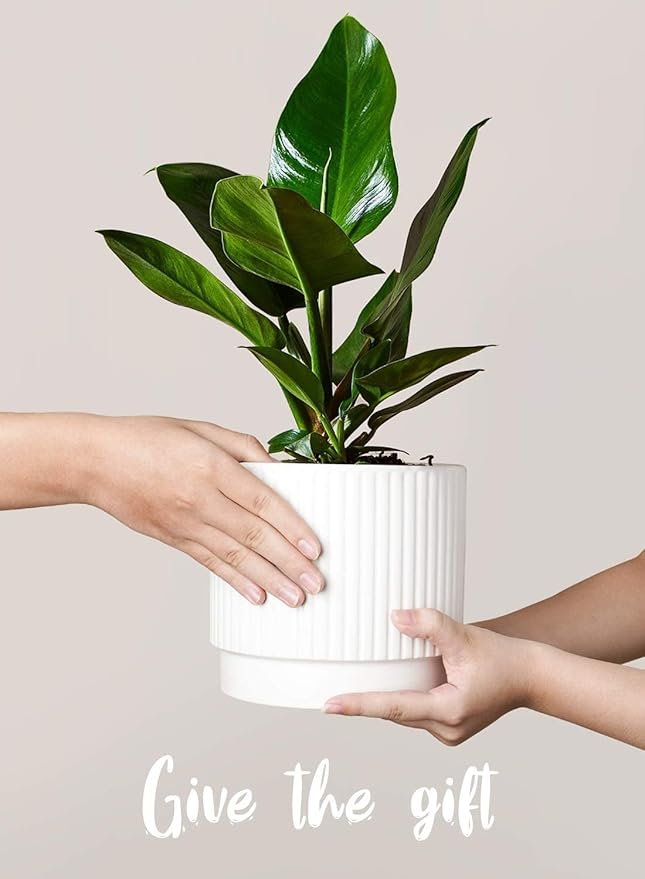 LE TAUCI Ceramic Plant Pots with Drainage Holes, Set of 3, 8+6.7+5.5 Inch Stripe Garden Planter Pots for Outdoor Indoor Plants Flower, Round Succulent Orchid Flower Pot, Small to Large Size, White