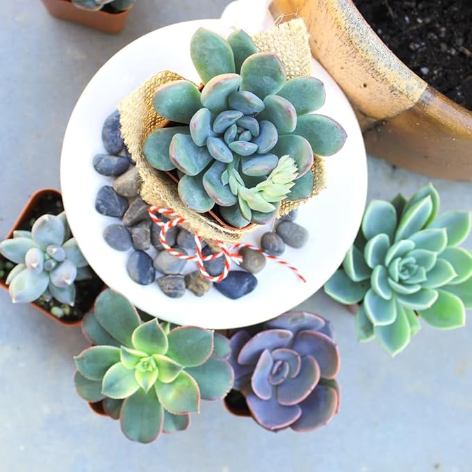 Altman Plants, Live Succulents Plants Live Houseplants (6PK), Succulents Live Plants Live House Plants Indoors Live, Live Cactus Plants Live Cacti Succulent Plants Live Indoor Plants Live Houseplants