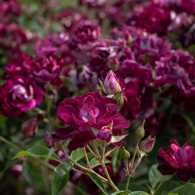 Heirloom Roses Iceberg Rose Plant
