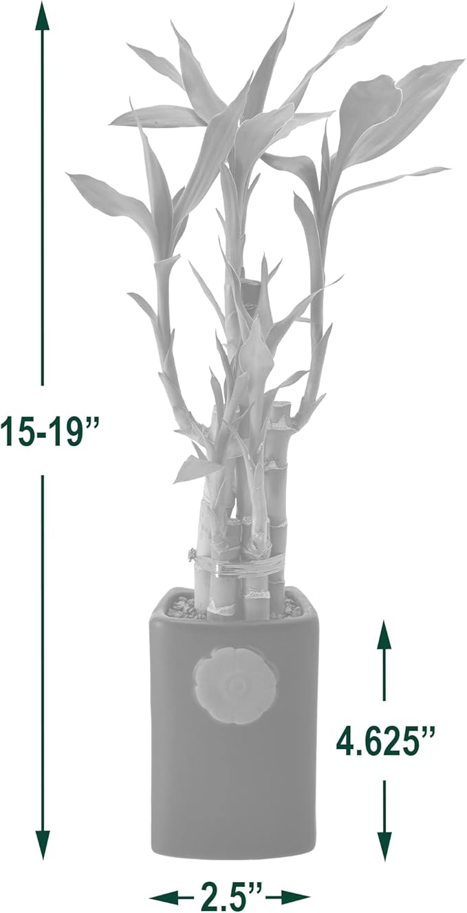Arcadia Garden Products 5-Stem Lucky Bamboo, Live Indoor Plant in Contour II Ceramic Planter for Home, Work, or Gift, Green ***Cannot Ship to Hawaii***