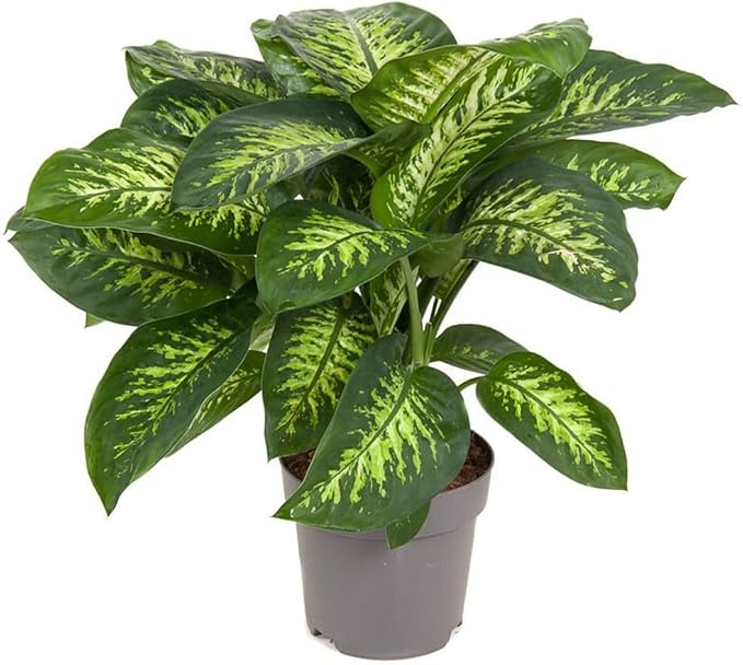 Premium DIEFFENBACHIA Potting Soil Mix - Ideal for Growing Robust and Healthy Dieffenbachia - 5 Quart