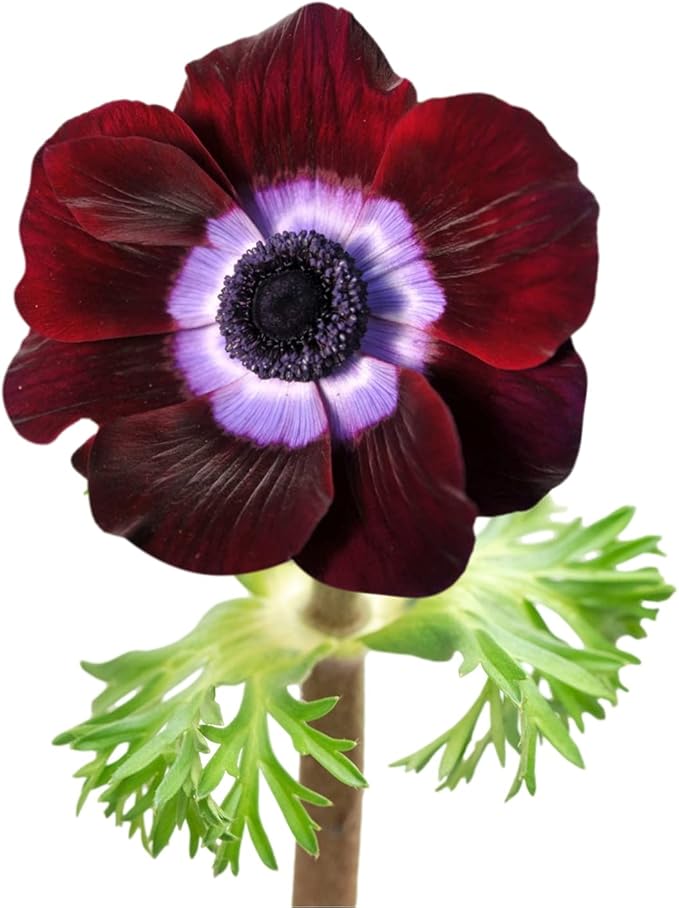 Easy to Grow Anemone Italian Mistral Bordeaux - 10 Plant Bulbs, Wine-Red & Purple Flowers in Spring Gardens Full Sun