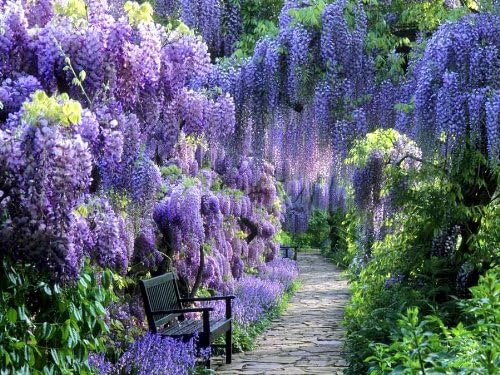 Blue Moon Wisteria Vine - Massive Foot Long Fragrant Flowers - Attract Hummingbirds - 2 - Year Plant