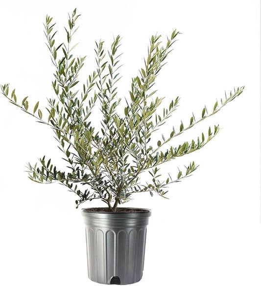 American Plant Exchange Live Olive Tree, Arbequina – Real Fruiting, Edible Indoor/Outdoor Houseplant – Large 10-Inch Pot, Perfect for Home, Office, Patio & Garden Décor
