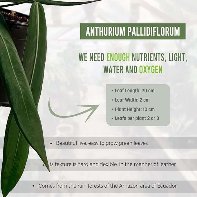 LEAL PLANTS ECUADOR Anthurium Pallidiflorum Live Plants| Green Live House Plant for Indoors|Rare and Exotic Indoor Plants for Living Room|Anthuriums Live Plants |Pallidiflorum Live Heart Plant