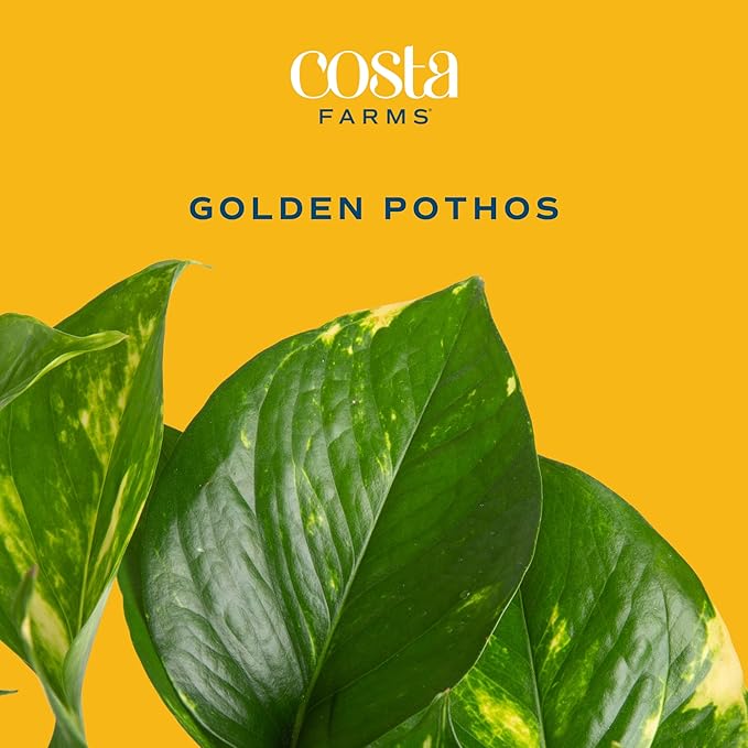Costa Farms Live Pothos Plant, Easy Care Vining Live Indoor Houseplant, Air Purifying Trailing Plant Potted in Premium Decor Pot, Potting Soil, Gift for Office and Home Decor, 8-Inches Tall