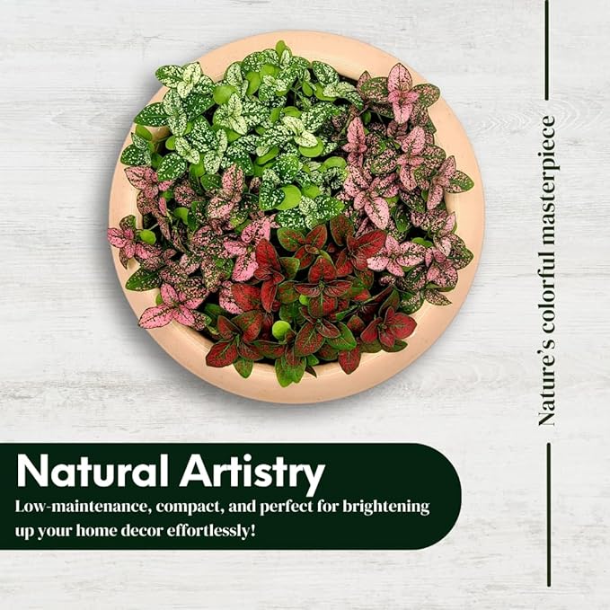 Polka Dot Plant (4-Pack) - Live Houseplants, Small Indoor Plants, Hypoestes Rose - Colorful, Air-Purifying House Plants