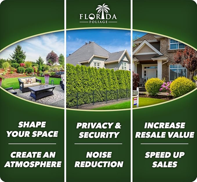 Liriope Super Blue | 3 Large Gallon Size Plants | Liriope muscari 'Super Blue' | Ornamental Ground Cover Plants | Shade-Tolerant Landscaping Perennial