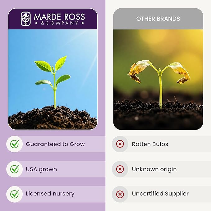 Masoniorum Crocosmia Bulbs for Planting - 5 Large Bulbs - 30-48" Flower - Perennial Bulbs for Planting Outdoors