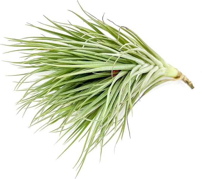 Air Plants - Flowering Tillandsia Rose BAER, Large 5" - 3ct - Live Arrival Guaranteed - House Plants for Home Decor & Gift