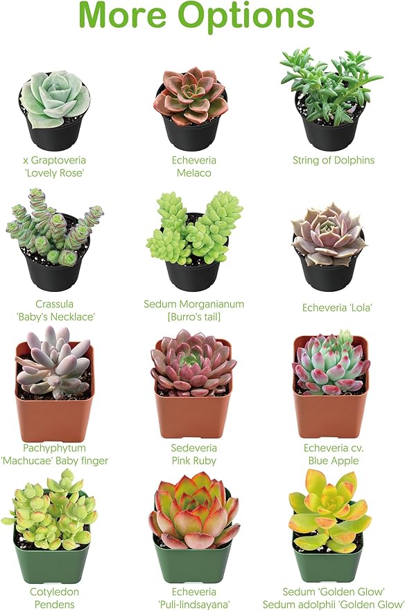 Live Succulent Plants Echeveria 'Agavoides Horse', Easy Care Potted Succulents, Approx 4" D x 4" H, Indoor Houseplant, Unique Gifts, Home Office Décor