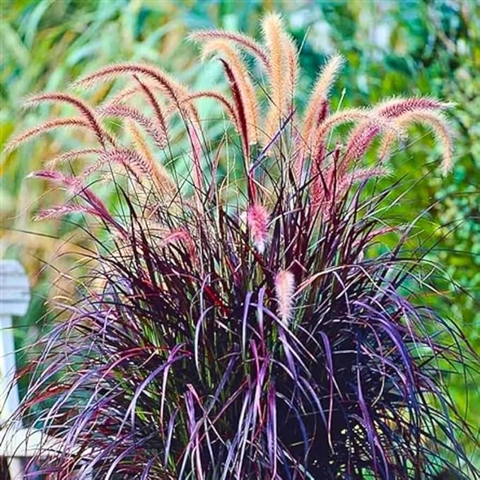 Pack 3 Fountain Grass Plants Live, 5-9 Inch Tall, Ornamental Grasses Live Plants Perennial, Well-Rooted Perennial Grass Clumps (Purple Fountain Grass)