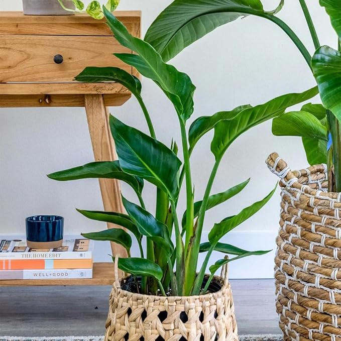 Bird of Paradise - Orange - Strelitzia Reginae. (4 Orange BoP in Cup)