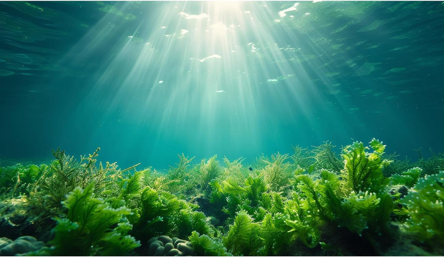 Deep Ocean Fish Tank Background Under The Sea Aquatic Plants Aquarium Background Underwater Corals Sunray Terrarium Backgrounds Tropical Fish Ocean World Aquarium Backgrounds Decorations 30x12in