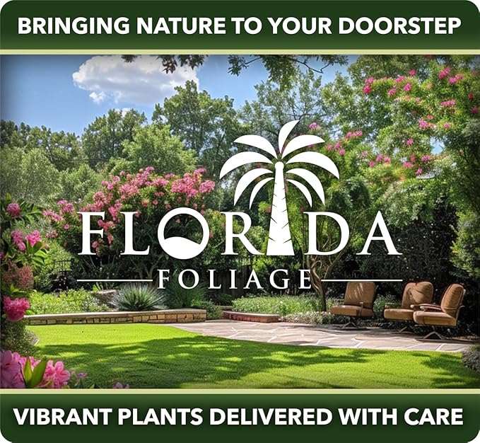 Liriope Super Blue | 1 Live 4 Inch Plant | Liriope muscari 'Super Blue' | Ornamental Ground Cover Plants | Shade-Tolerant Landscaping Perennial