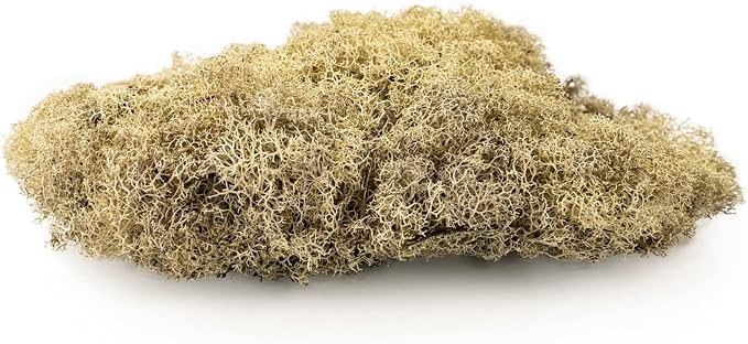 Premium Preserved Reindeer Moss for Potted Plants, Terrariums, Fairy Gardens, Arts and Crafts or Floral Decor Design in Natural (4 Quart Bag)
