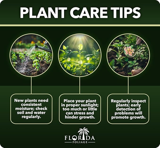 Liriope Super Blue | 30 Live Plants | Liriope muscari 'Super Blue' | Ornamental Ground Cover Plants | Shade-Tolerant Landscaping Perennial