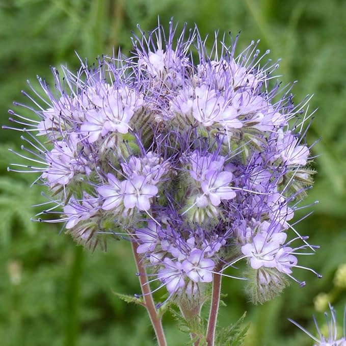 Outsidepride Lacy Phacelia Seeds for Planting - 5000 Pcs Annual, Drought-Tolerant Wildflower Seeds w/Light Violet Flowers, Ideal for Pollinator Gardens, Erosion Control, & Attracts Bees & Butterflies