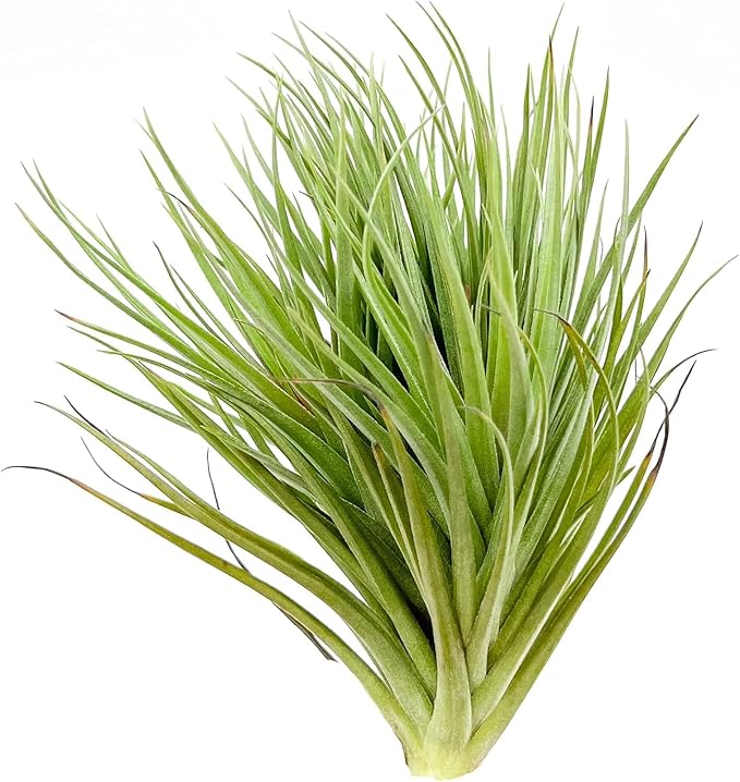 Air Plants - Flowering Tillandsia Rose BAER, Large 5" - 2ct - Live Arrival Guaranteed - House Plants for Home Decor & Gift