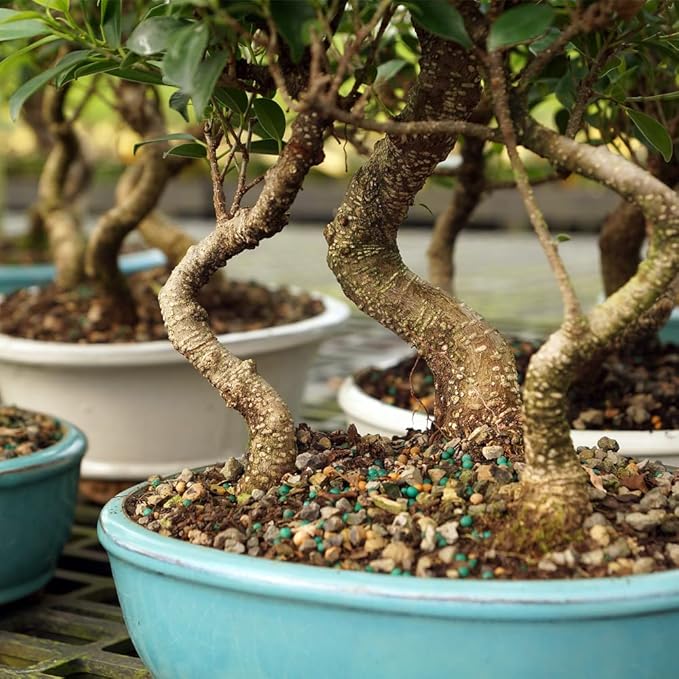Brussel's Bonsai Live Golden Gate Ficus Grove Indoor Bonsai Tree-7 Years Old 10" to 14" Tall with Decorative Container, Medium