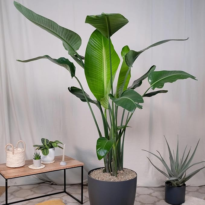 Bird of Paradise - White - Strelitzia Nicholai. (2 White BoP in Cup)